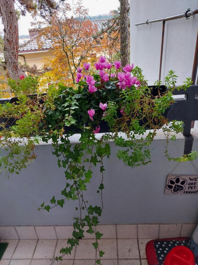 La Pineta - Delightful Small Apartment Near The City Center Л'Аквіла Екстер'єр фото